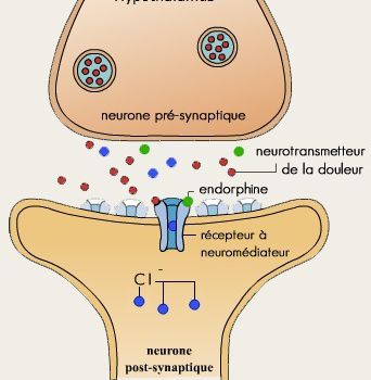 II) Les hormones du plaisir 