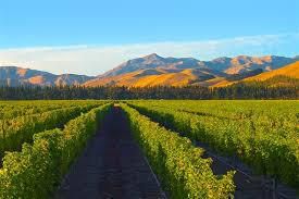 #Gewürztraminer Producers Marlborough Region Vineyards  New Zealand