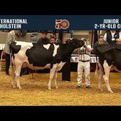 727 - Holstein Junior Two Year Old Cow