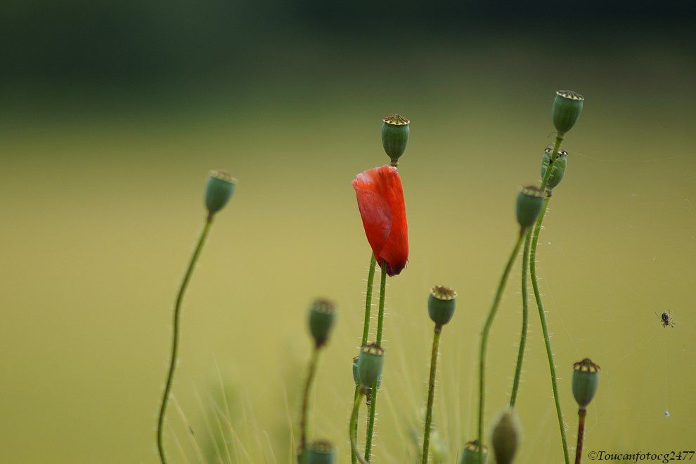 Album - Meli-melo-de-Printemps-2012