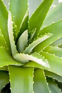 Macérât huileux d’aloe vera : L’huile revitalisante