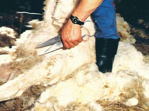 Une région emmitouflée dans la laine depuis très longtemps (1)