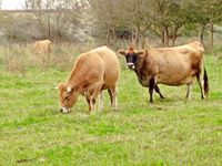 Et pour terminer la visite, l'élevage de vaches Aubrac.