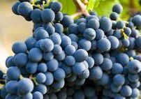 #Muscat Producers South Coast California Vineyards 