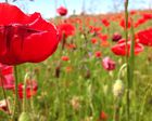 Coquelicots à gogo...