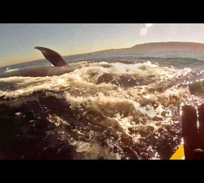 En kayak avec les baleines bleues