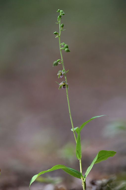 Orchidée sauvage, l'épipactis à larges feuilles (Epipactis helleborine).
