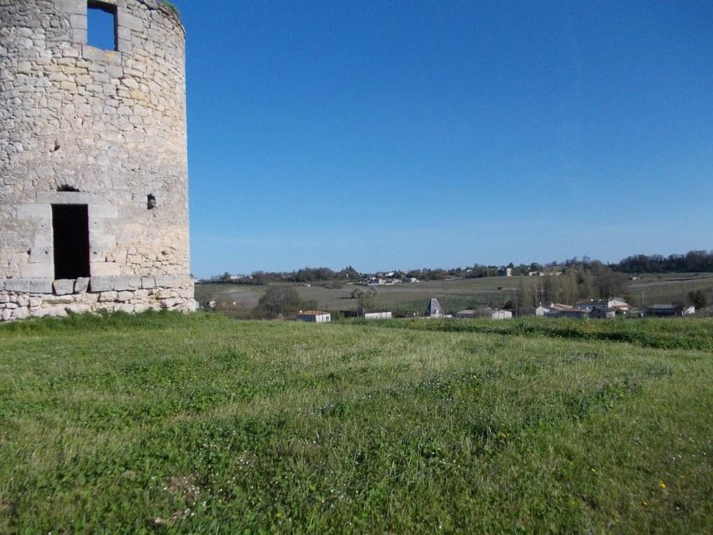 La Saint Maxime des arbres chez les romains des bois