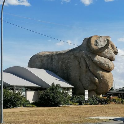 Canberra à Goulburn, reine du Mérinos 