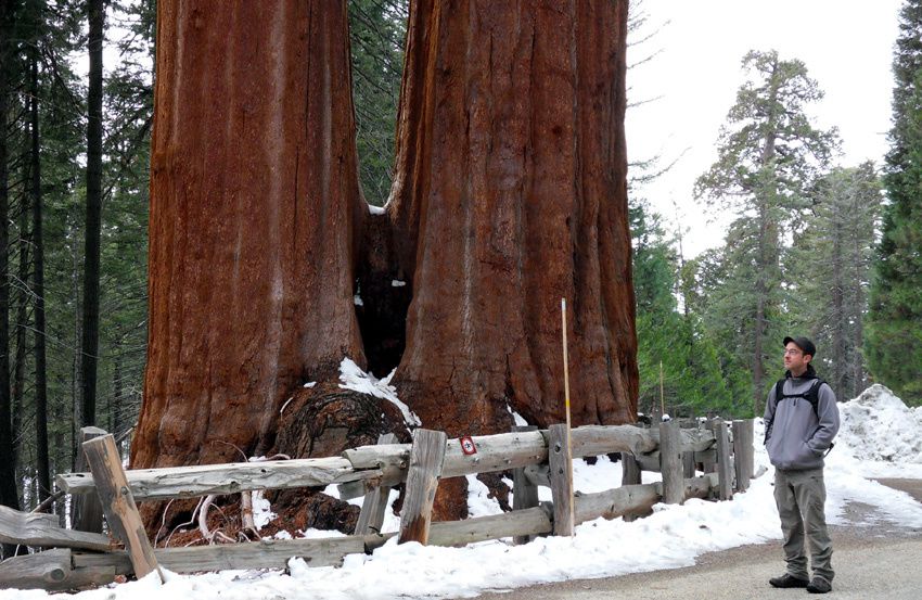 Album - Sequoia-National-Park