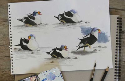 SVALBARD (5) : KING EIDER