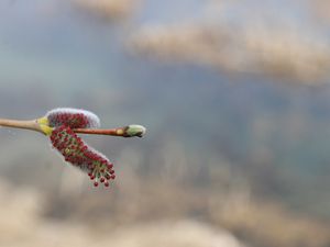 Compléments sur les bourgeons