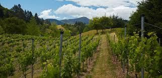 #Cabernet Franc Producers Nelson Region New Zealand Vineyards