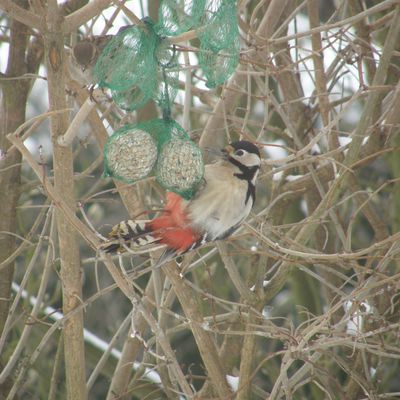 Visite hivernale