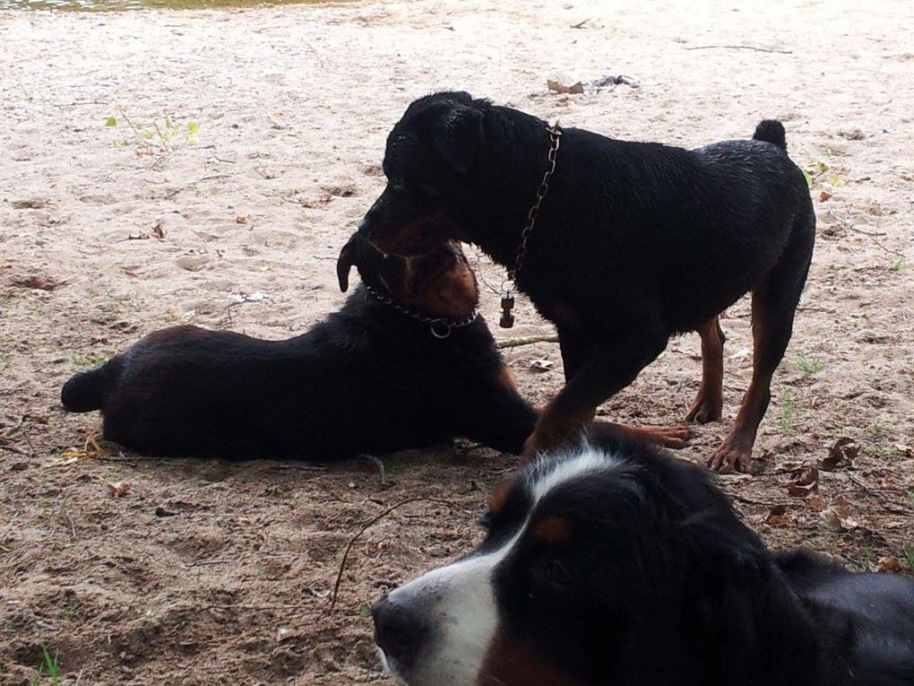 Quelques photos des sorties que nous avons faite. Chaque sortie est classée par date, avec les noms de chaque chien présents.