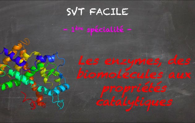 Les enzymes, des biomolécules aux propriétés catalytiques