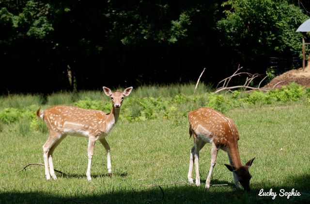 Parc animalier et château de Moidière