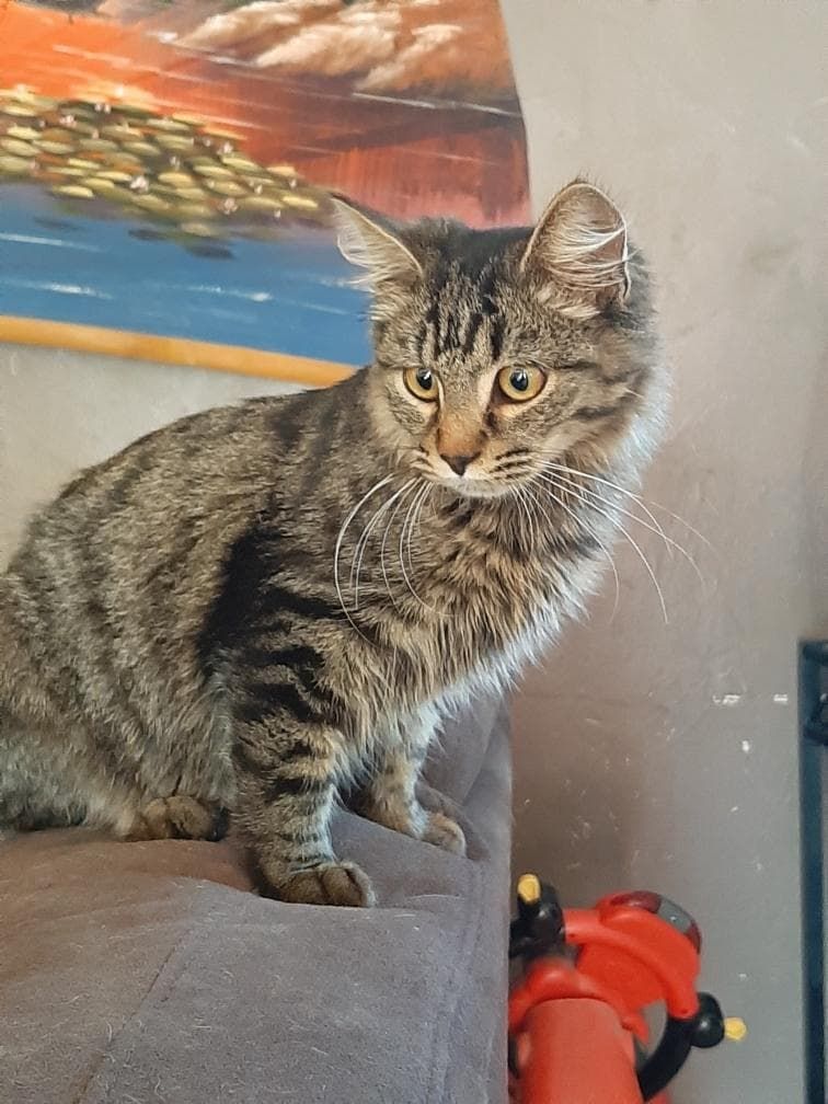 Rado Chat Tigre Male A Poils Mi Longs De A L Adoption Adopte Le Blog De Cha Mania
