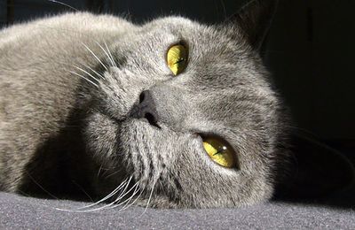 Grosse Tete De Bill Tete D Arsouille Jules Le Chat Chartreux