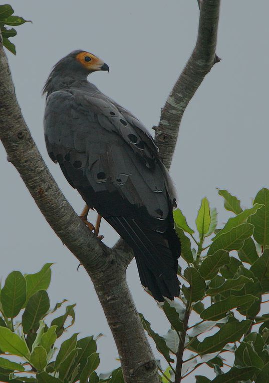 Album - oiseaux-de-proie