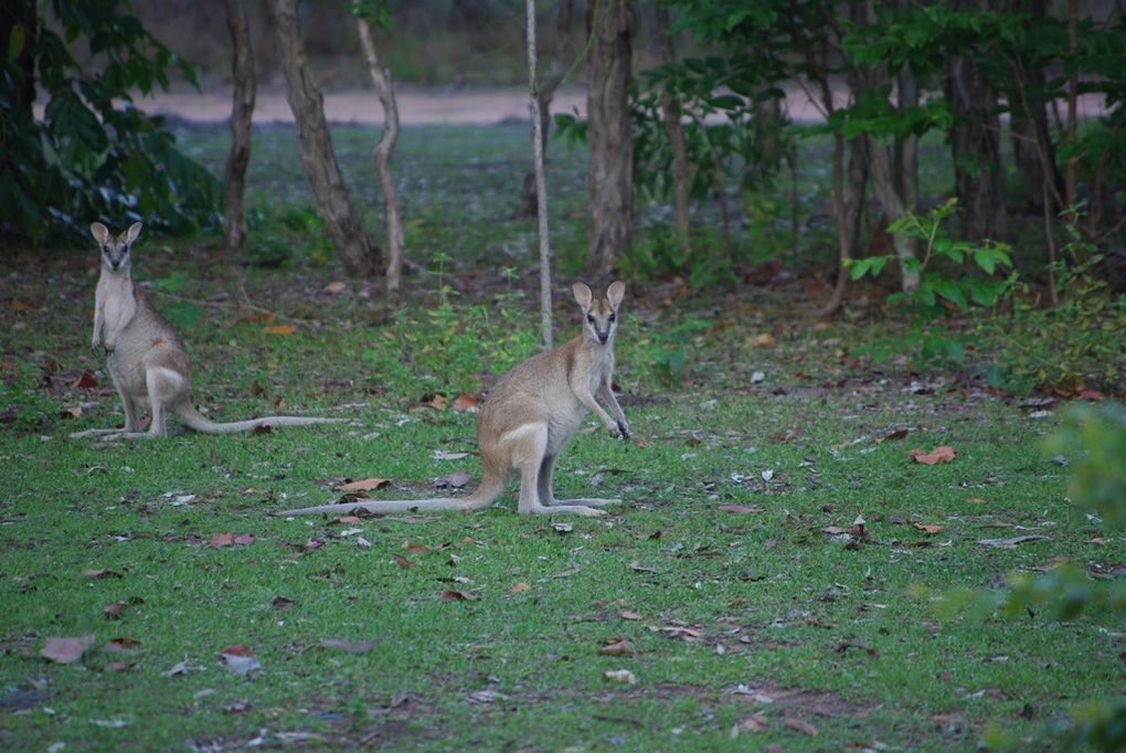 Album - Australie---01---15-novembre-2009