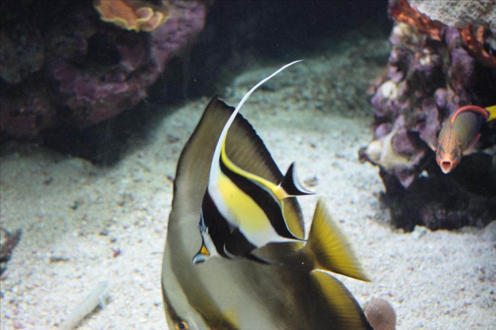 L'aquarium des Lagons de Nouméa. Un délice pour les yeux. Un pur émerveillement tous ces poissons colorés. Les coraux phosphorescents, un mystère envoutant. Une véritable évasion... 