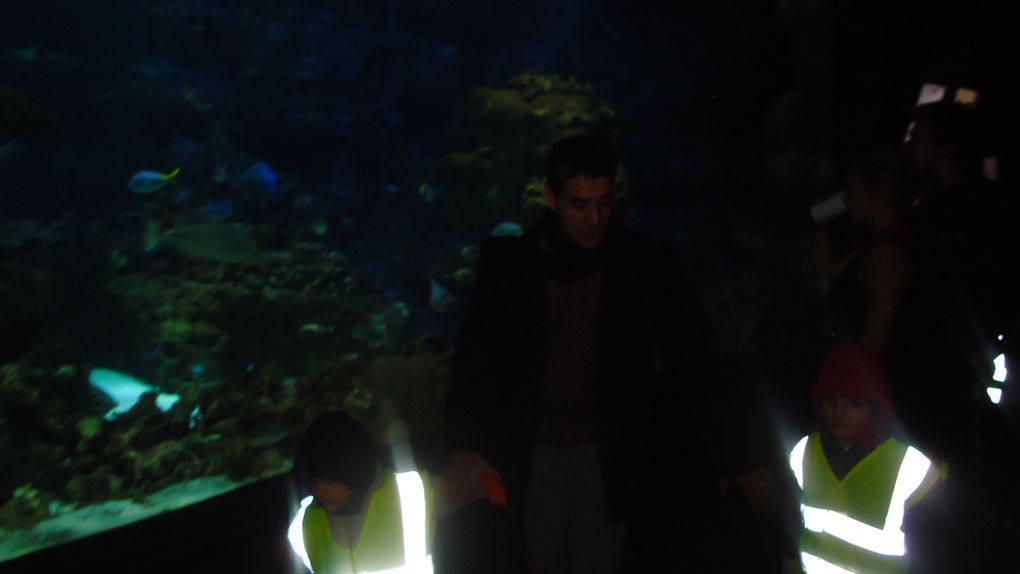 Album - Visite-de-Paris-Aquarium-et-Marche-de-Noel