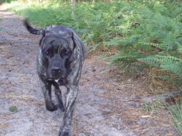 Dogue Argentin et Dogo Canario