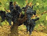 #Sherry Wine Producers Washington Vineyards