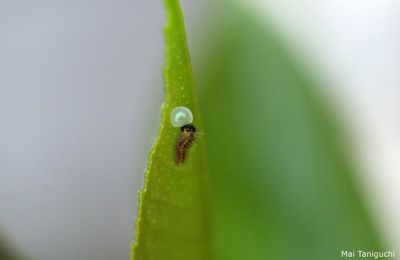 L'élevage de papillons sans cesse