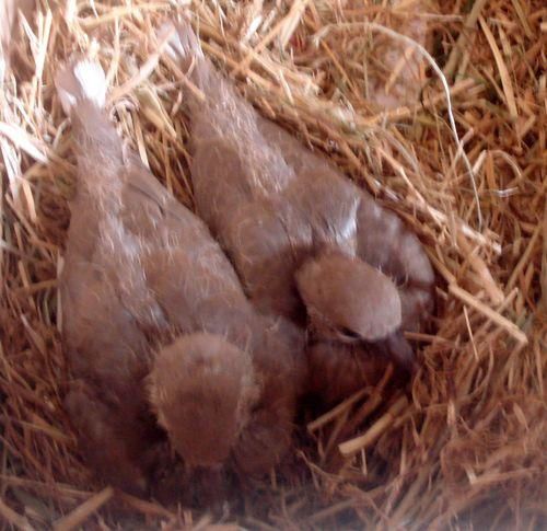 Voici des photos des animaux qui nous entourent, ils font partie de notre vie, pour le meilleur et pour le pire, et resteront dans notre coeur pour toujours... Et voici aussi la famille !