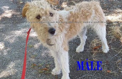 Machecoul-Saint-Même 44270 - Trouvé mâle fox terrier poils durs