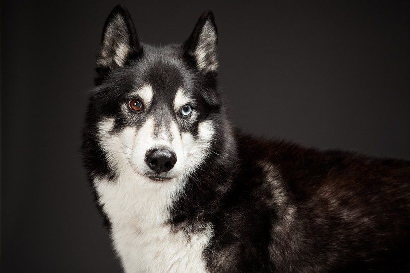 Korrigan, adopté à l'ASCN, choisi comme modèle par un site de vente d'accessoires pour chiens