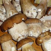 Cèpes de Bordeaux en fricassée - Dans la Bulle de Manou