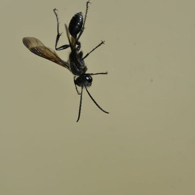 Une mexicaine dans la véranda ...