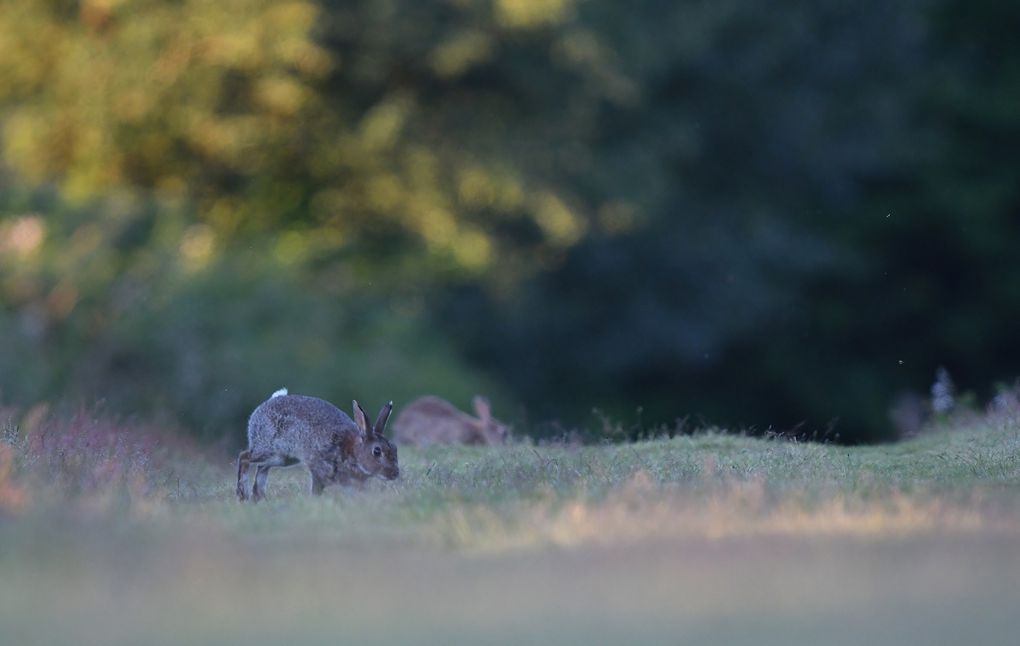 Lapin de garenne.