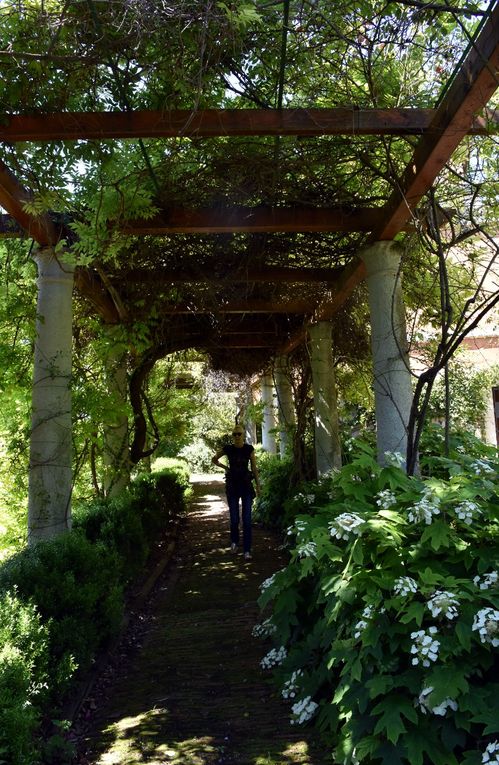 LE REVE LIGURE DES HANBURY (2)