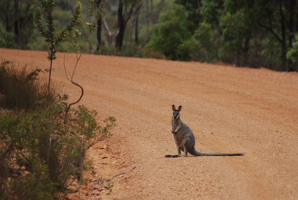 Album - Western-Australia