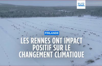 Les rennes ont impact positif sur le changement climatique 