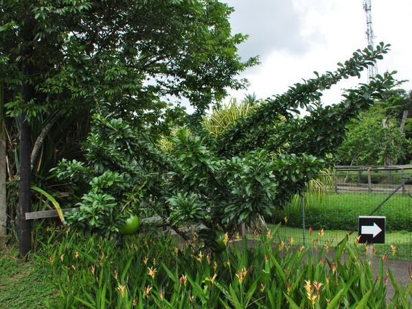 Le zoo de Guyane