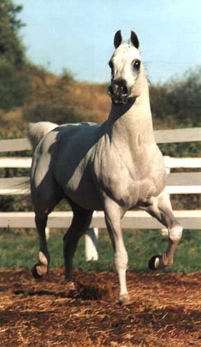 Album - Les-Ascendants-et-collateraux-de-nos-chevaux