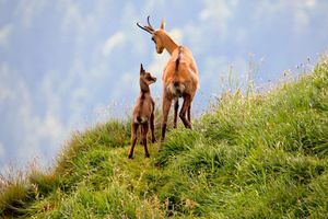 René Claudel et les chamois