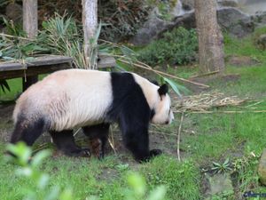 Zoo de Beauval en camping-car (Voyages en camping-car)