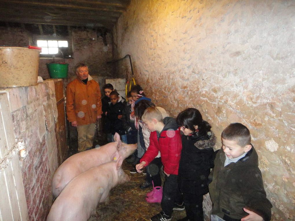 Lapins et cochons