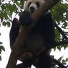 Album - pandi-panda