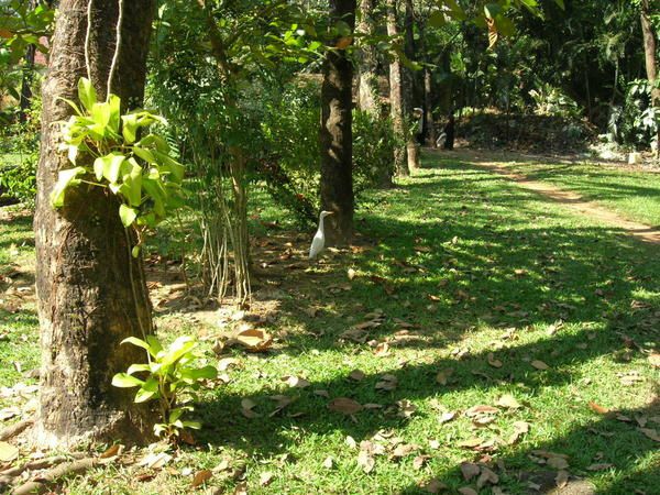 Nos vacances au Kerala, du 21 au 30 Decembre 2007.

C'est beau, vert, reposant... mais il faut aimer la nature car elle est partout presente.