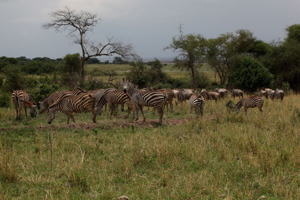 Tous les animaux sauvages du Parc du Serenguetti , en Tanzanie