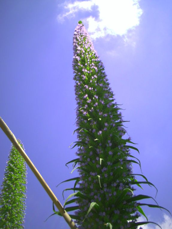 Album - de plein pied  floraison d'echium pininana