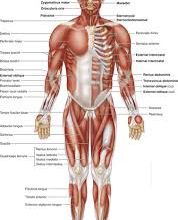 The face / the body -VOCABULARY