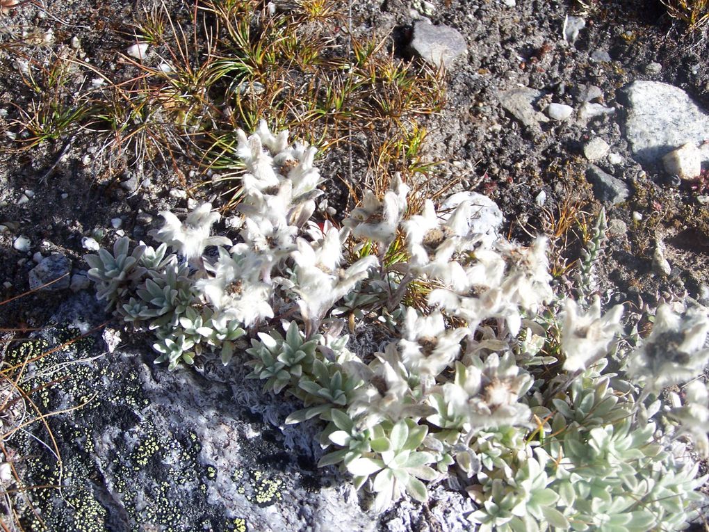 De Dingboche à Lobuche